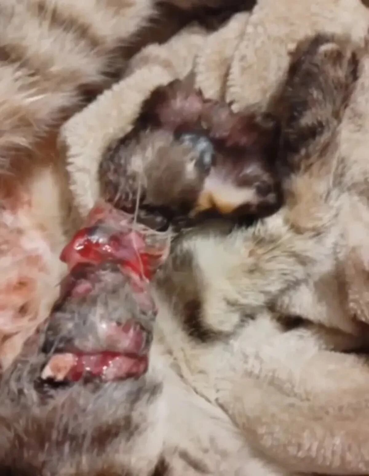Lastimaba a los gatos para pedir dinero.