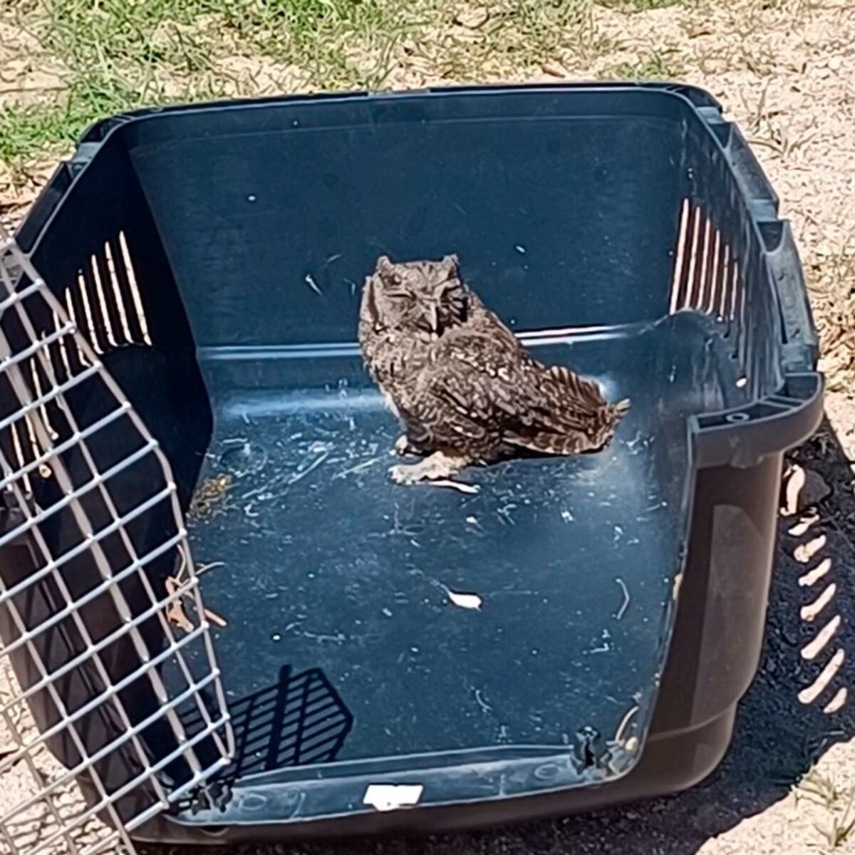 Luego de ser rehabilitadas, 16 aves retornaron a su hábitat natural. (Municipalidad de Córdoba)