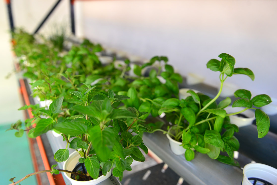 En la Antártida se llevará a cabo la iniciativa de cosechar verduras a través del cultivo hidropónico. (Nicolás Bravo/Archivo)