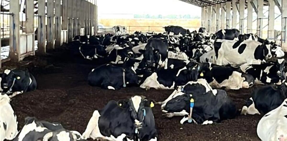 Récord de leche, pero con números en rojo: la advertencia de los tambos 