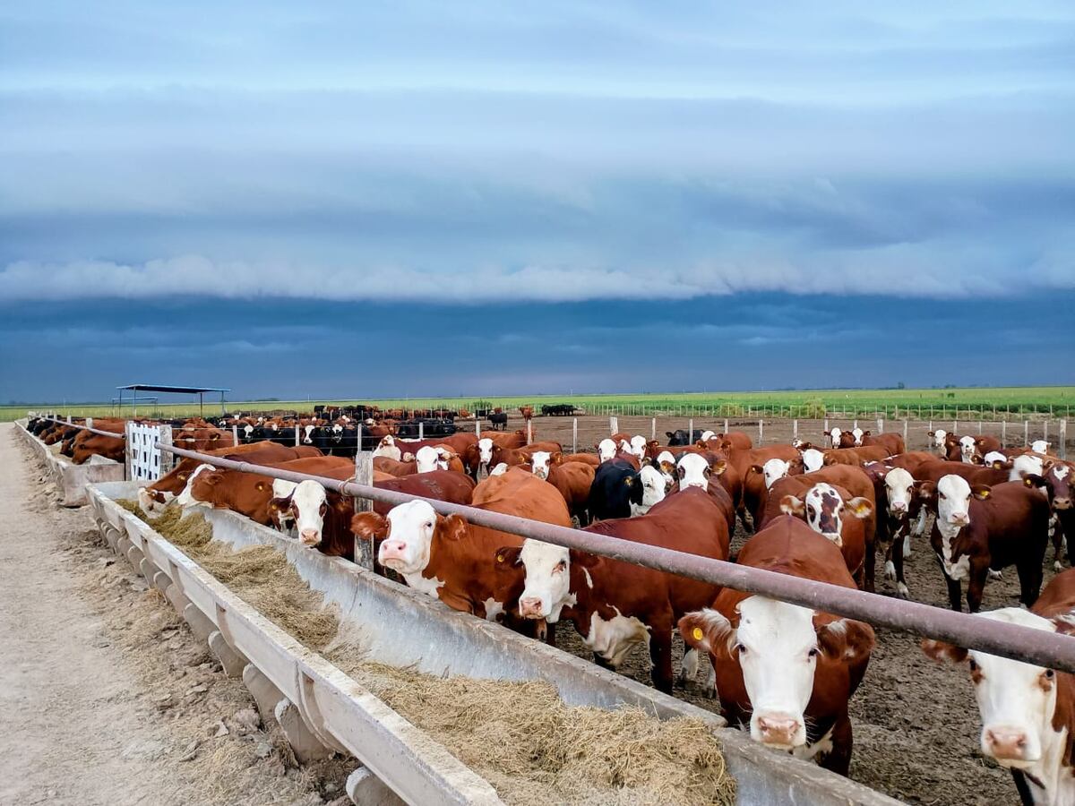 RECRÍA. Sobre la base del suministro de forraje, base alfalfa, la empresa incorpora los kilos baratos a los terneros. (Gentileza Pretto Agronegocios)