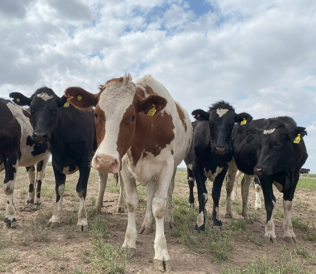 La vaca mimada: la blanca y marrón es la cruza entre la Sueca roja y la Holstein neozelandés. (Gentileza)