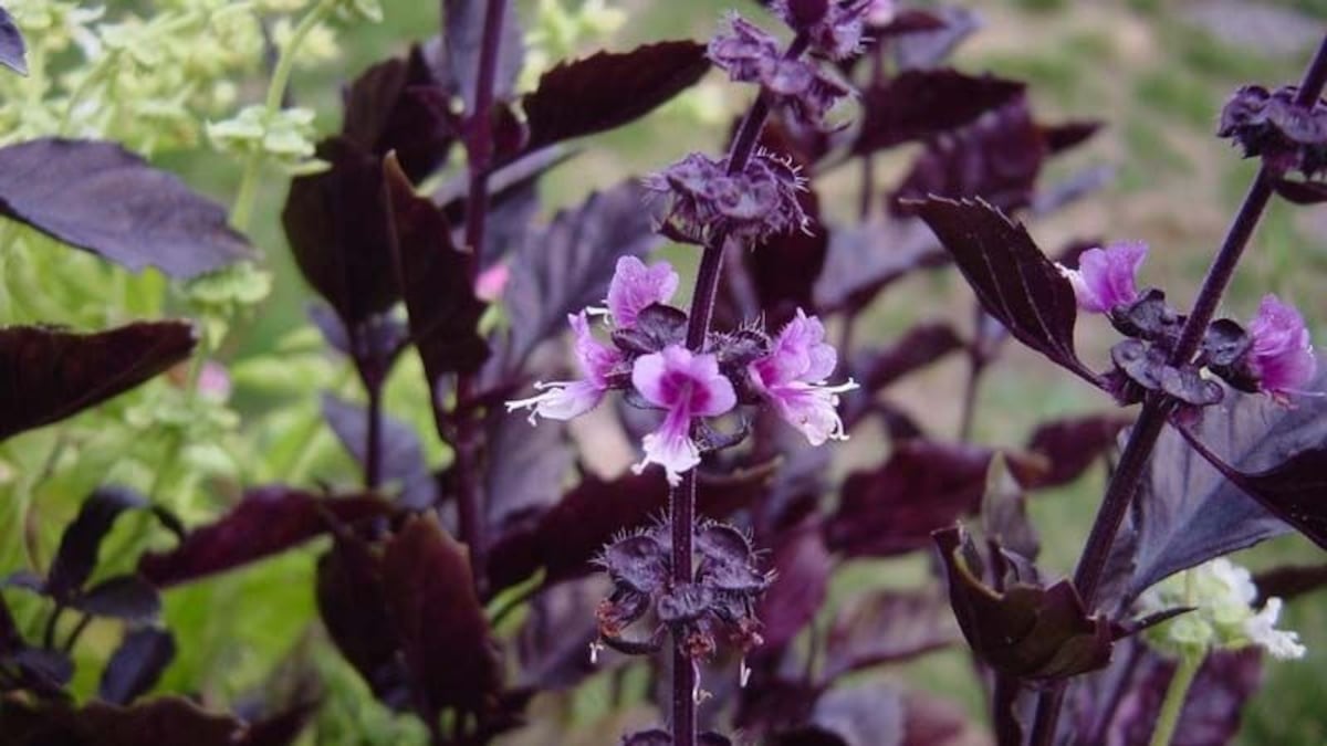 La planta que sorprende por su eficacia contra los mosquitos y resiste todo el año