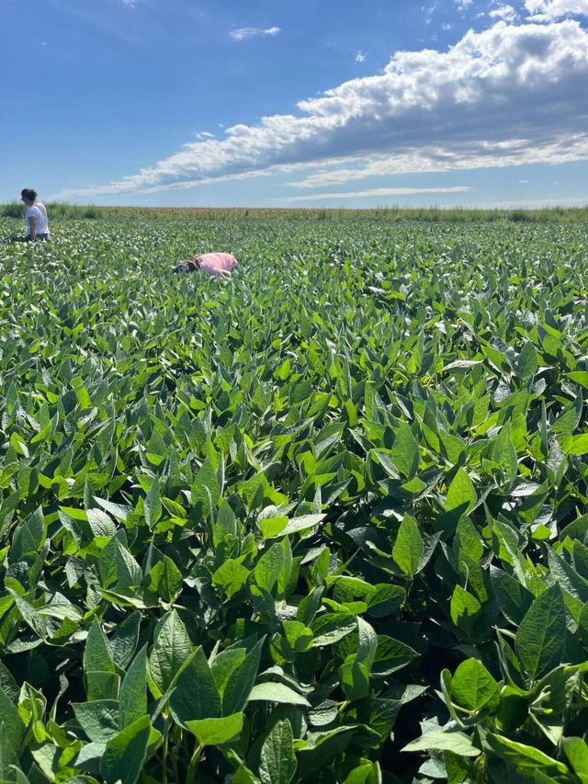 SOJA. Cultivo de soja en buenas condiciones en el departamento Roque Sáenz Peña (Gentileza Inta Laboulaye)