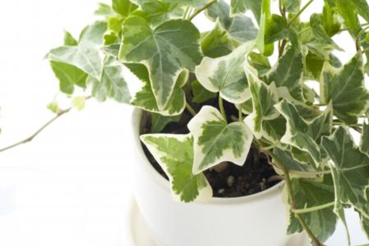 ¿Sabías que hay plantas con energía negativa? Enterate cuáles son según el Feng Shui 