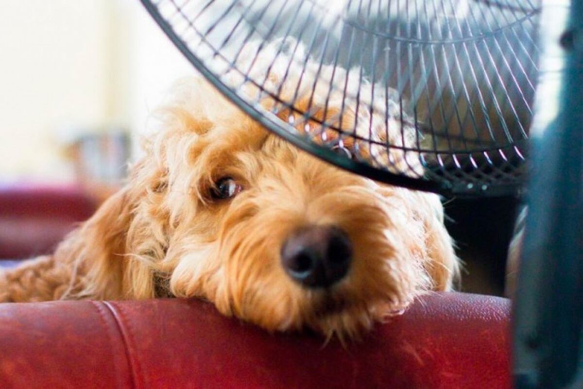 Ola de calor y mascotas: dónde deben dormir los perros durante las noches de altas temperaturas