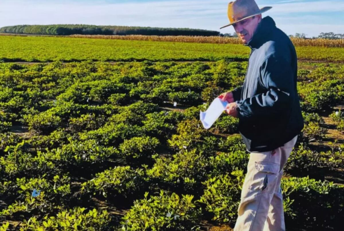 Mientras otros laboratorios utilizan marcadores puntuales para identificar genes específicos, en Manfredi se aplican miles de marcadores distribuidos en todo el genoma de cada planta. (Gentileza Inta)