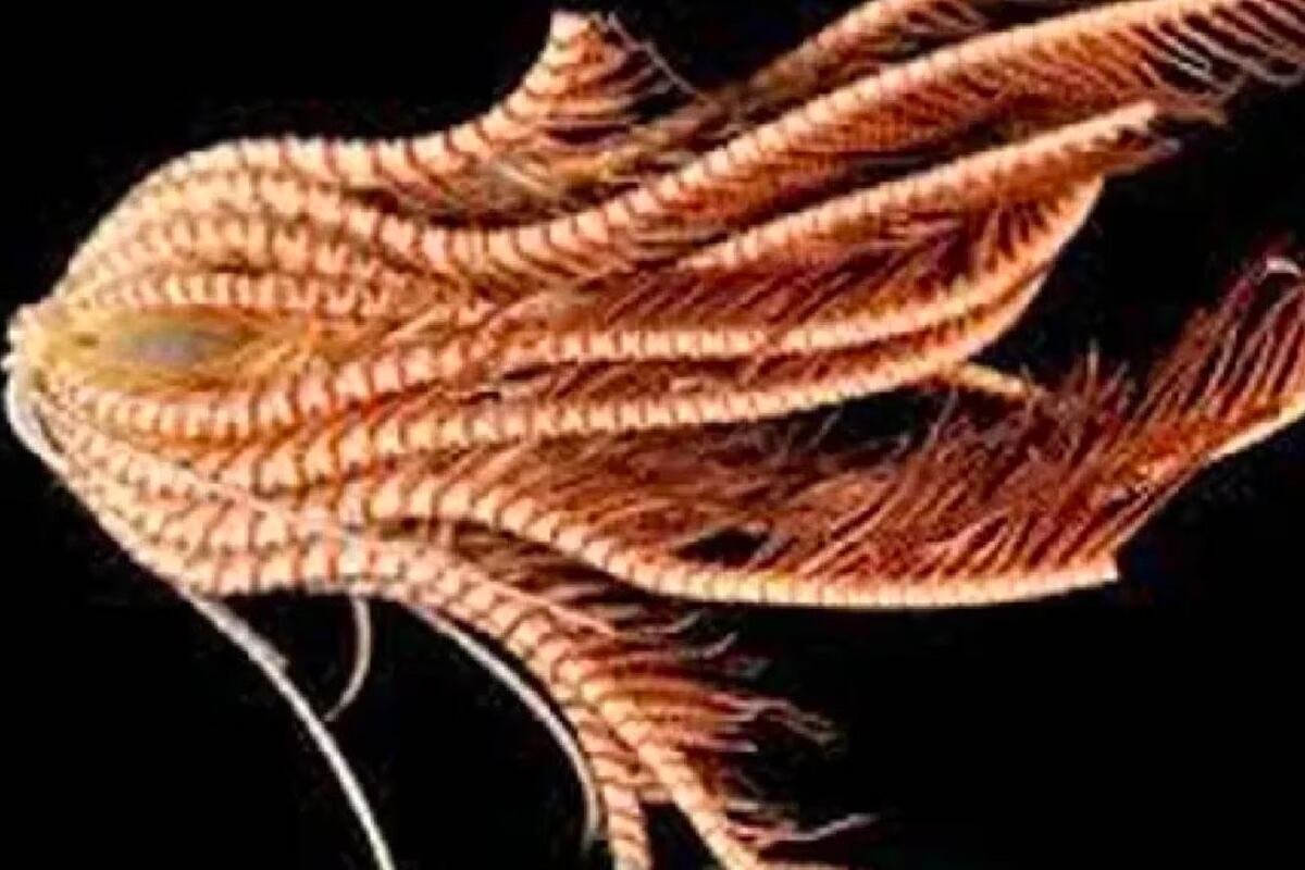 Científicos estadounidenses descubrieron una singular especie submarina nunca antes vista