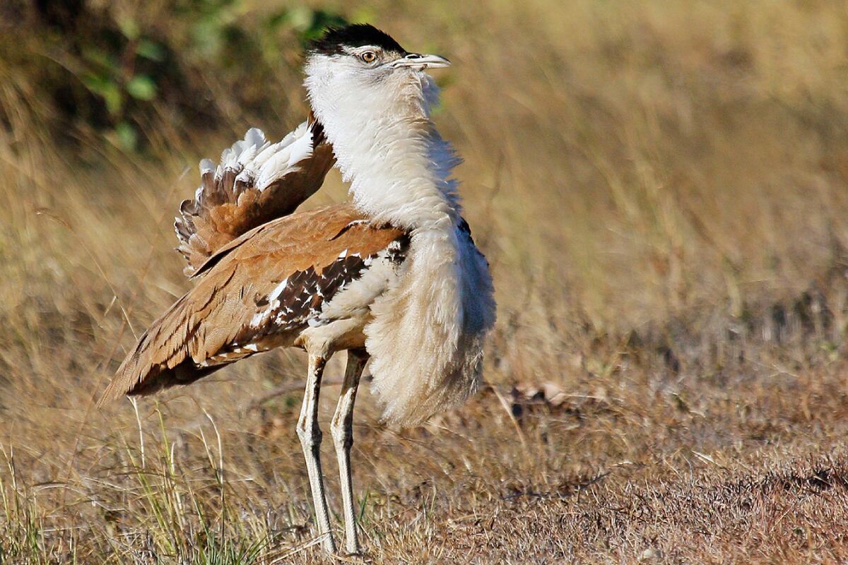 Avutarda australiana. (Natusfera)