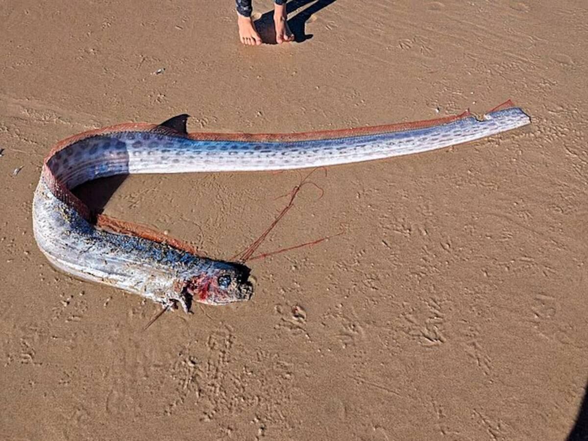 Apareció “el pez del fin del mundo” en México.