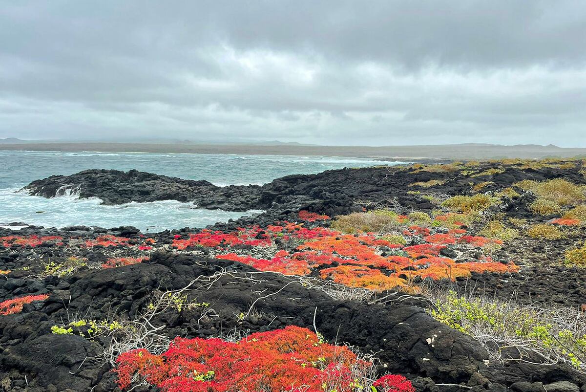 Un recorrido por el increíble archipiélago de las Galápagos. (Foto: Andrea Molina)
