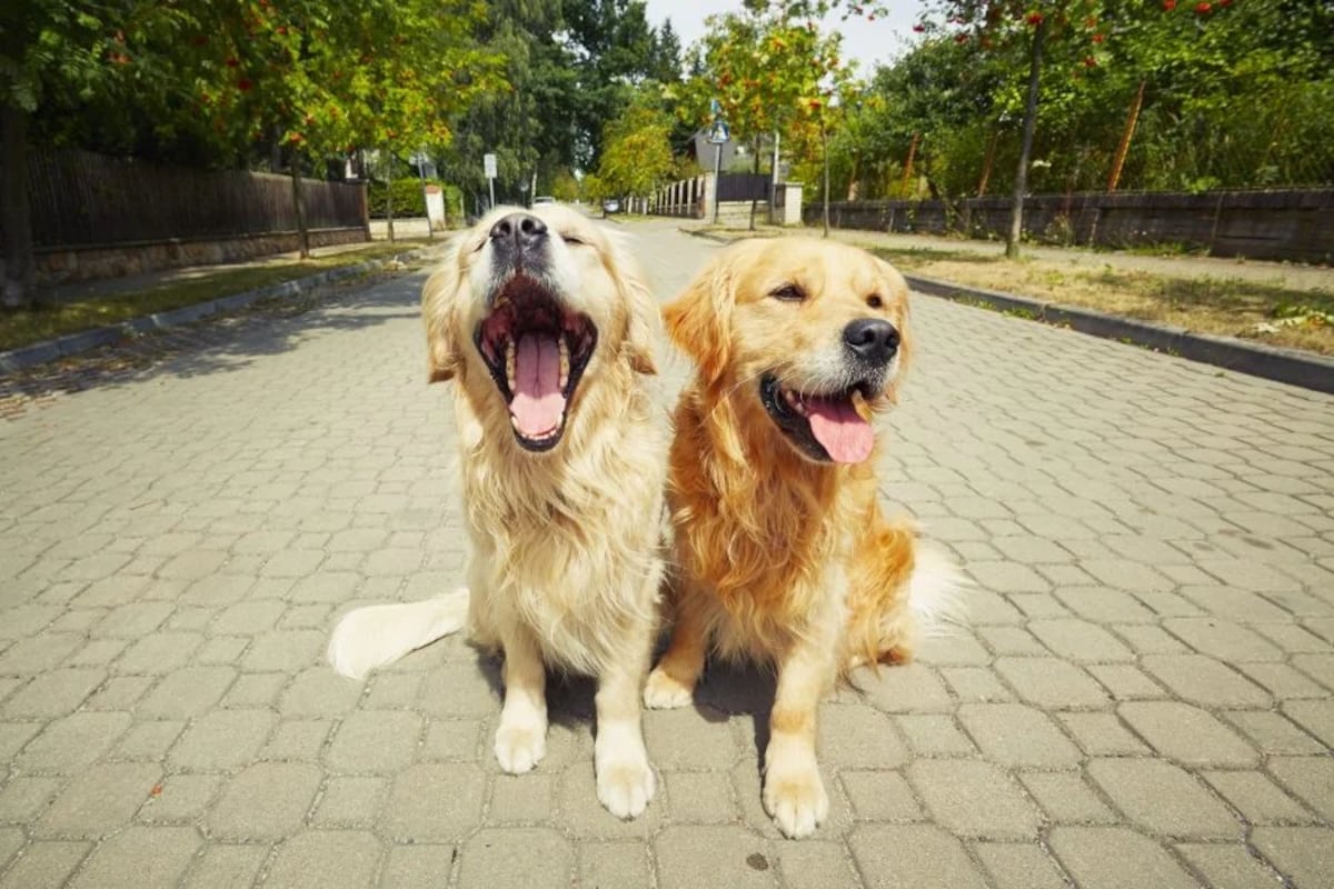 Lo dice la ciencia: así es como los perros pueden detectar cambios en tu salud.