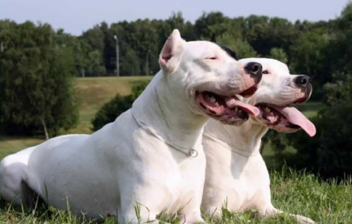 Dogo argentino, otro perro en la lista de potencialmente peligrosos. (La Voz)