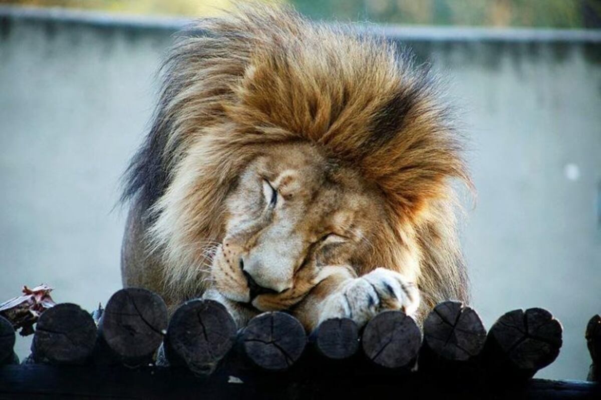 Tango, el león del Zoológico Córdoba finalmente será trasladado a un santuario en Sudáfrica\u002E