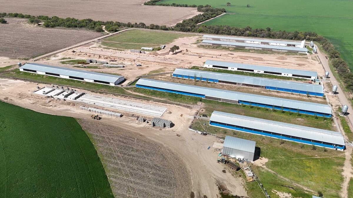 Invierten en Córdoba U$S 12 millones en una granja porcina que hará duplicar la faena en un frigorífico