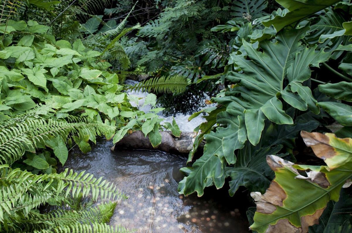 Bosque tropical. (CC0 Public Domain/Europa Press/DPA)