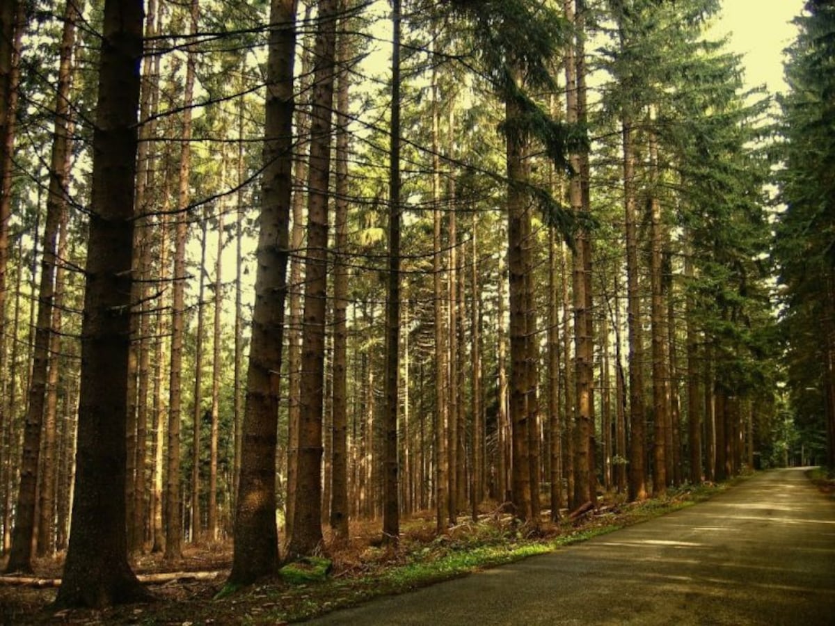 Bosques de la Patagonia. El carbono orgánico del suelo (COS) es la base fundamental para el desarrollo de una agricultura sustentable. (La Voz)