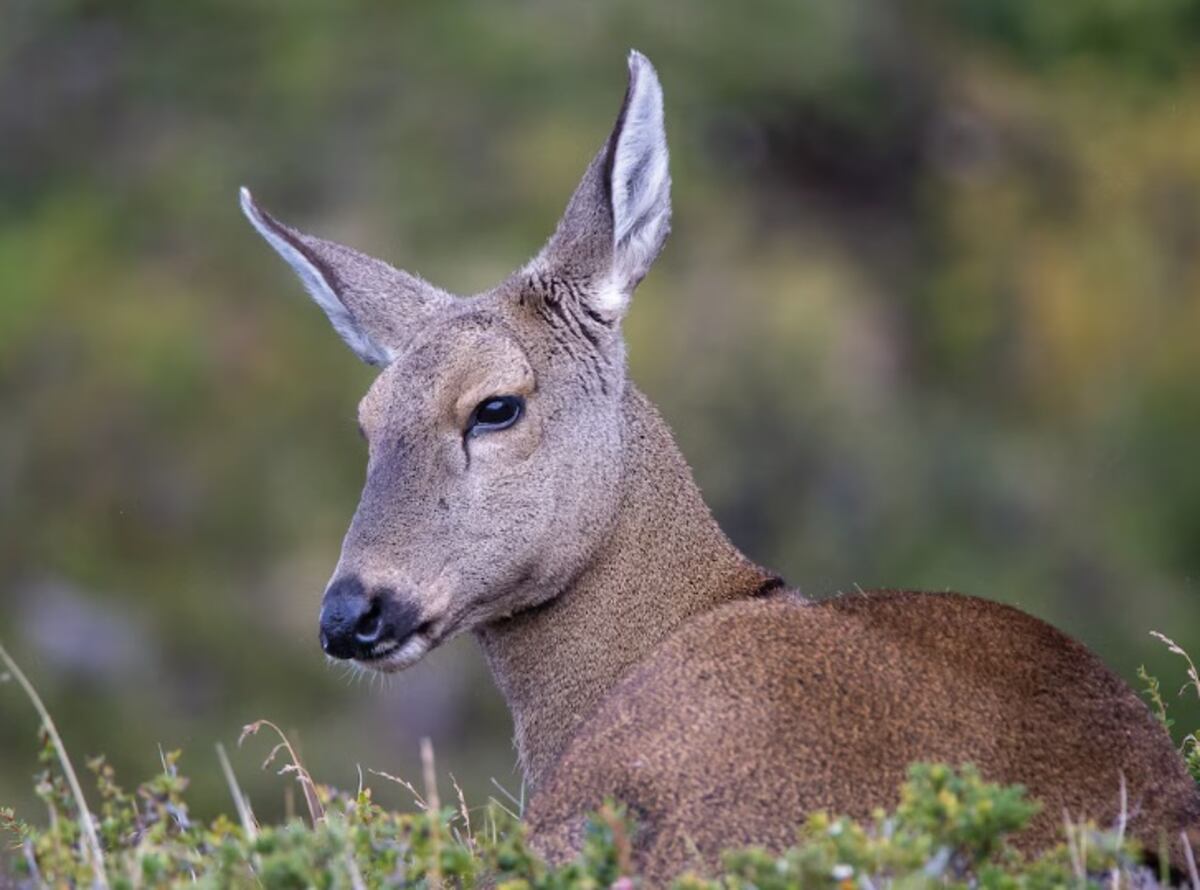 Neuquén. Huemul, un ejemplar que apareció de nuevo en un Parque Nacional (Gentileza).