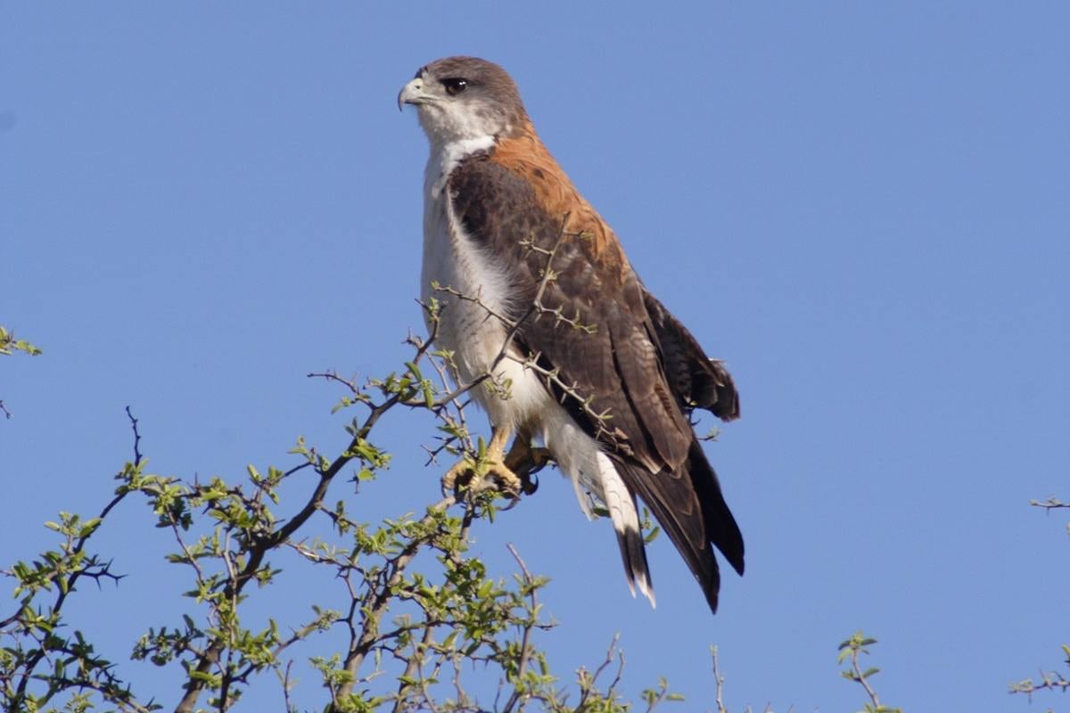El águila coronada, una de las aves que está en peligro de extinción.(Gobierno de Córdoba)