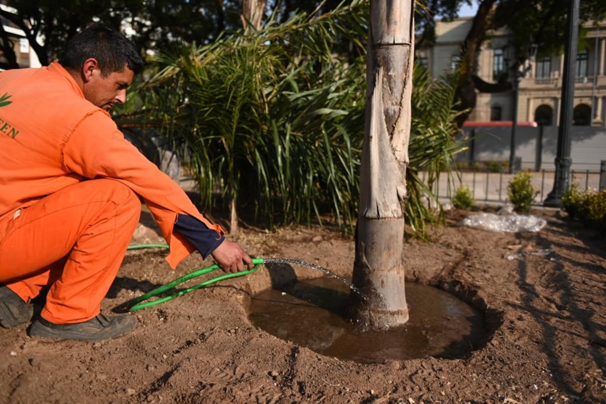 Así avanzan los trabajos de remodelación de la Plaza Colón. La Municipalidad dio a conocer nuevas imágenes de este martes y la colocación de unos 40 árboles de gran porte. (Municipalidad de Córdoba)