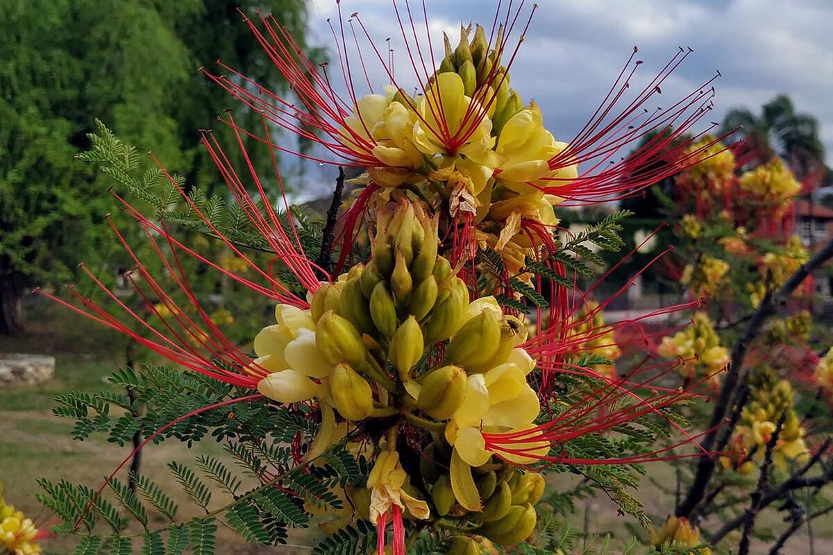 Con flores amarillas y estambres rojos, la lagaña de perro es uno de los arbustos más coloridos.