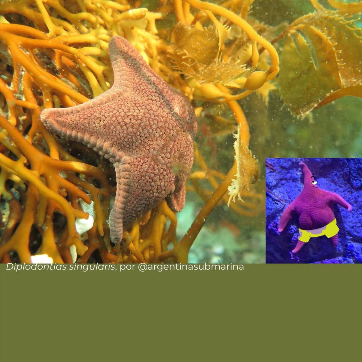 La estrella de mar apodada “culona” fue registrada por el robot submarino del Conicet a más de 3.900 metros de profundidad frente a Mar del Plata. (Laboratorio de Ecología, Fisiología y Evolución de Organismos Acuáticos Cadic-Conicet)