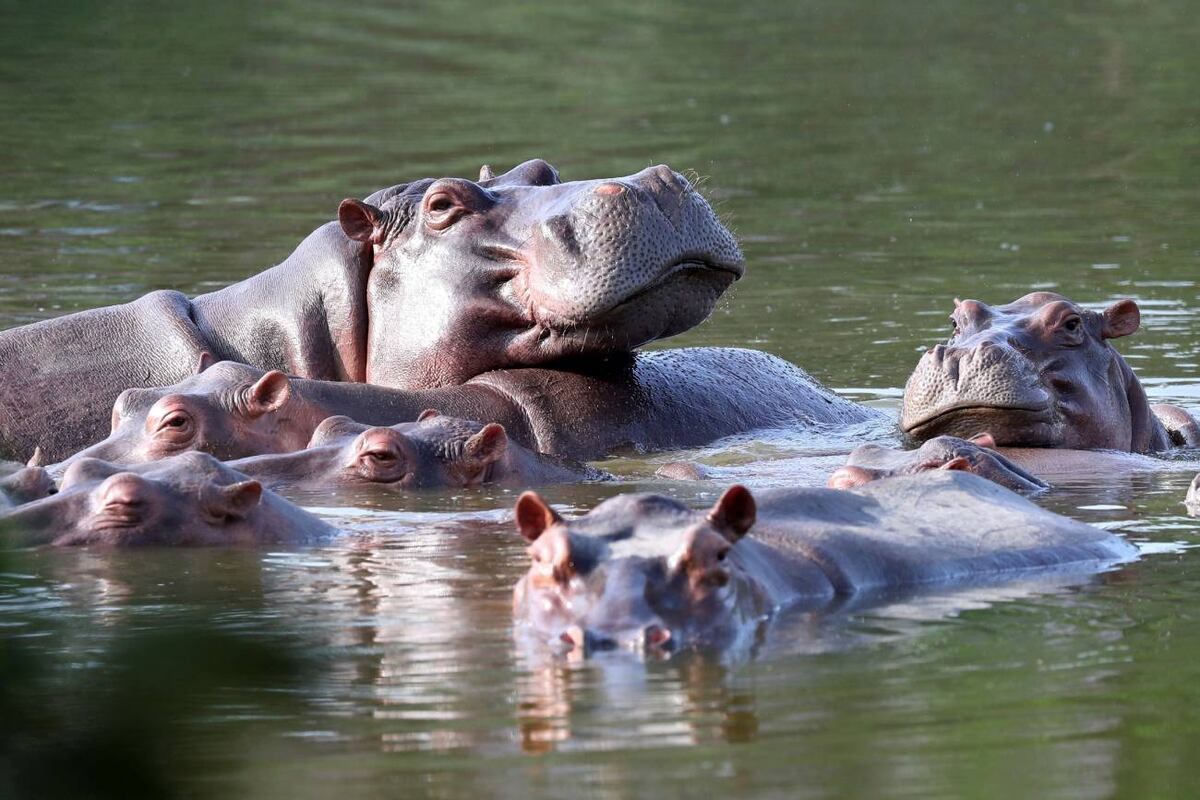 Hipopótamos en el lago de la hacienda Nápoles, tras la importación que hizo el capo de la droga Pablo Escobar. (AP)