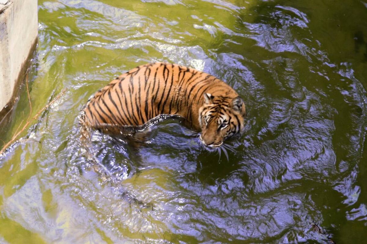 Brisa nació en 2006 en el exZoo de Córdoba. Y su larga vida se extendió por encima de la expectativa de este espécimen en la naturaleza, que ronda entre los 10 y 12 años. (Prensa Provincia)