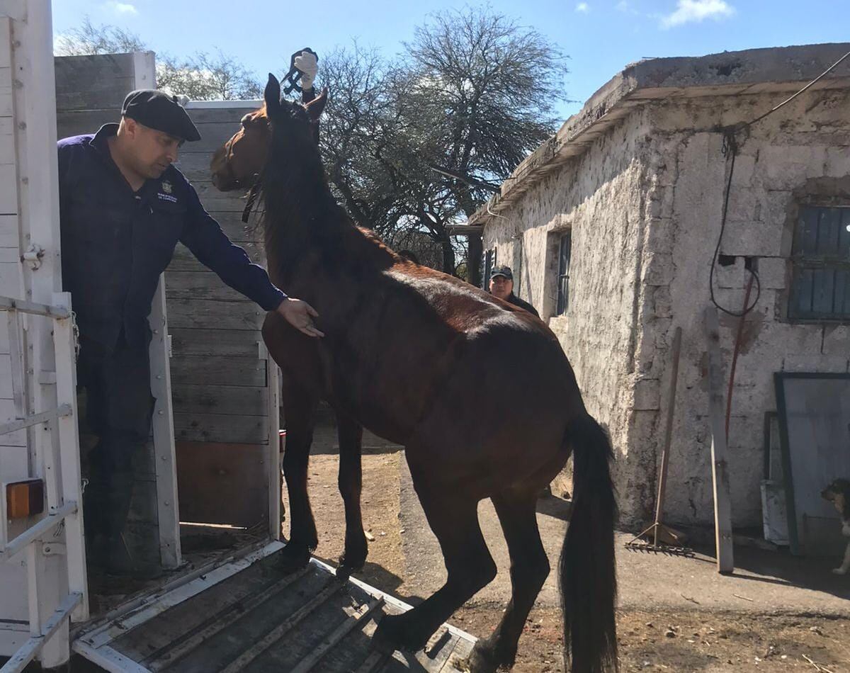Los caballos de los recolectores fueron trasladados al predio de Biocor en Potrero del Estado (Municipalidad de Córdoba).