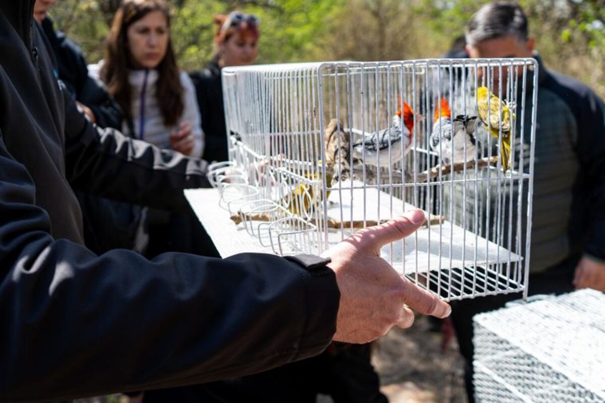 Liberaron 45 aves autóctonas en una reserva natural de Córdoba.