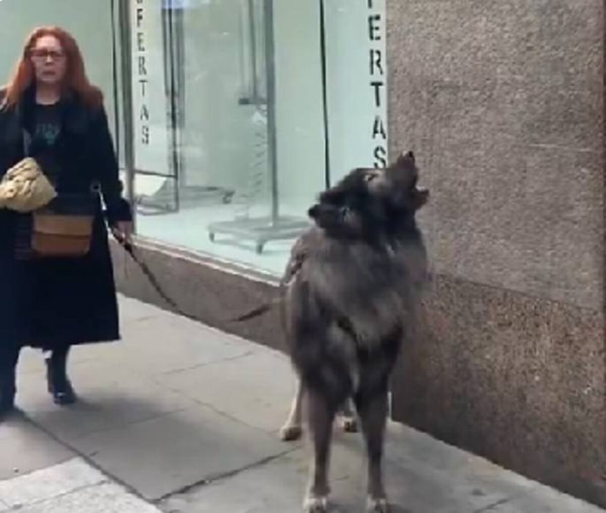 Un usuario captó en Buenos Aires un impactante perro de aspecto salvaje. Aunque podría tratarse de un raro American Blue Bay Shepherd, el animal necesita ser identificado oficialmente. (Captura de imagen)