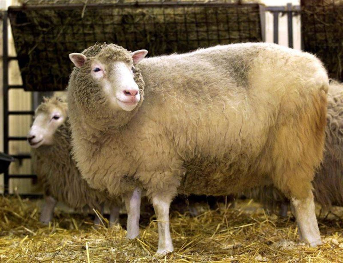 La oveja Dolly. (Archivo)