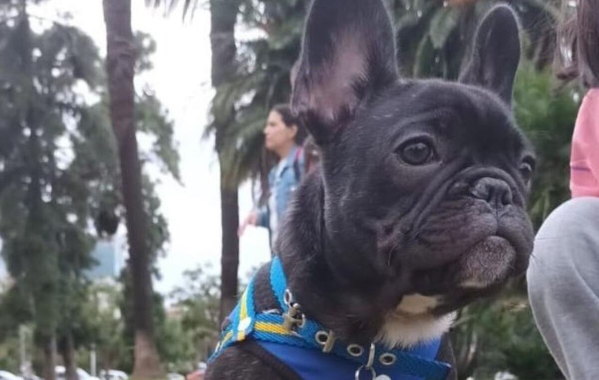 Almagro: ató a su bulldog francés en la vereda, se lo robaron y ofrece recompensa. (Gentileza Clarín)