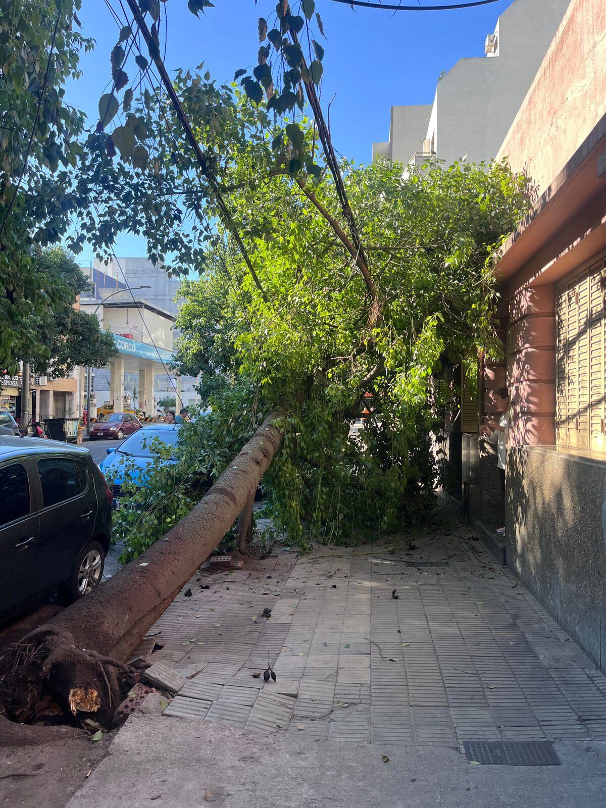 El árbol quedó apoyado sobre cables de alta tensión y generó un operativo de seguridad en barrio Cofico. (Policía de Córdoba)