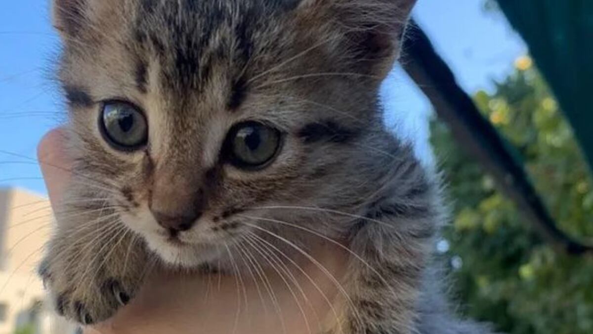 Vida cotidiana: cuál es el lugar secreto y perfecto para colocar el arenero de tu gato