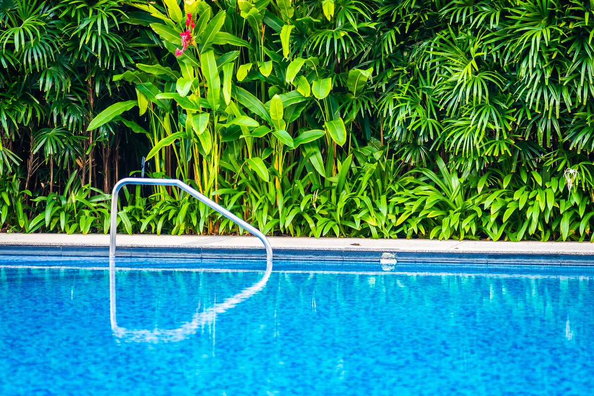 Tres plantas perfectas para poner al lado de la pileta este verano