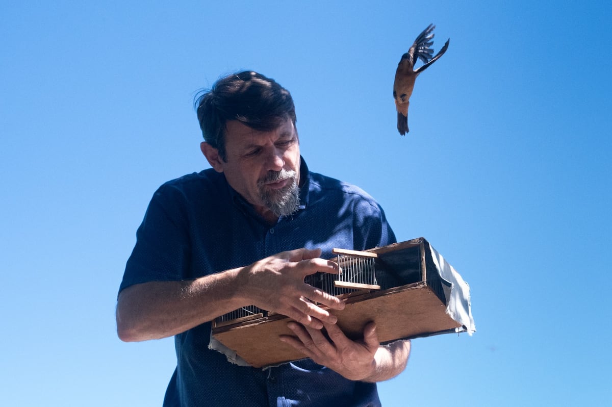Ya están en su hábitat natural un gato montés, un zorro gris, cuatro jotes cabeza negra, tres cardenales copete rojo, un pepitero de collar, una corbatita común y dos comadrejas.