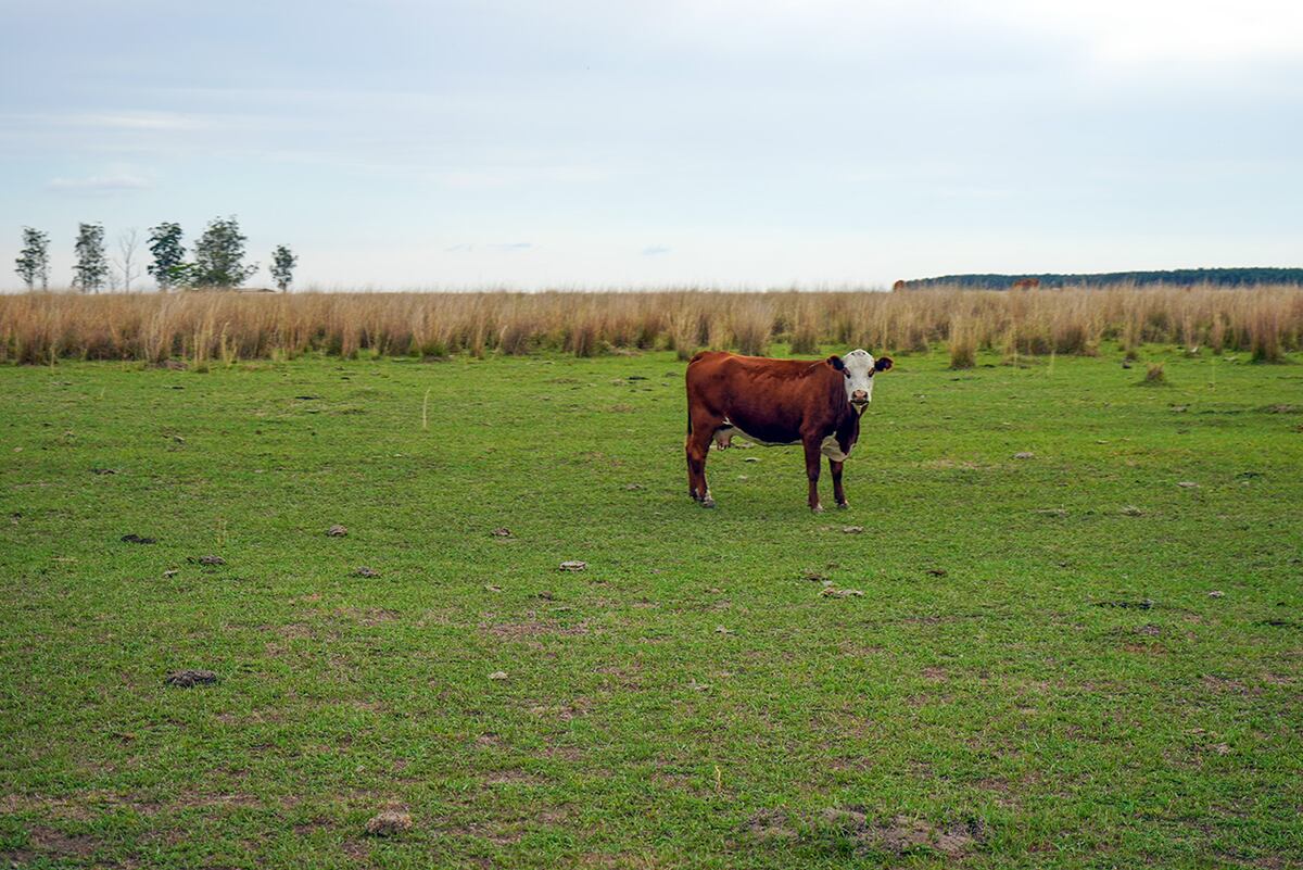 Un recorrido por la provincia de Corrientes, con opciones ideales para el turismo de naturaleza y turismo rural. (Foto: Daniel Santos)