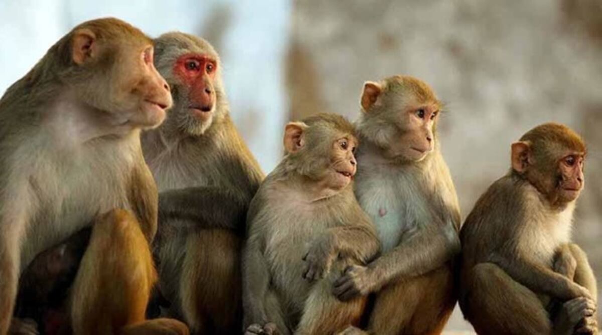 La Justicia autorizó el traslado de 50 monos de laboratorio al santuario en África. (Imagen ilustrativa)