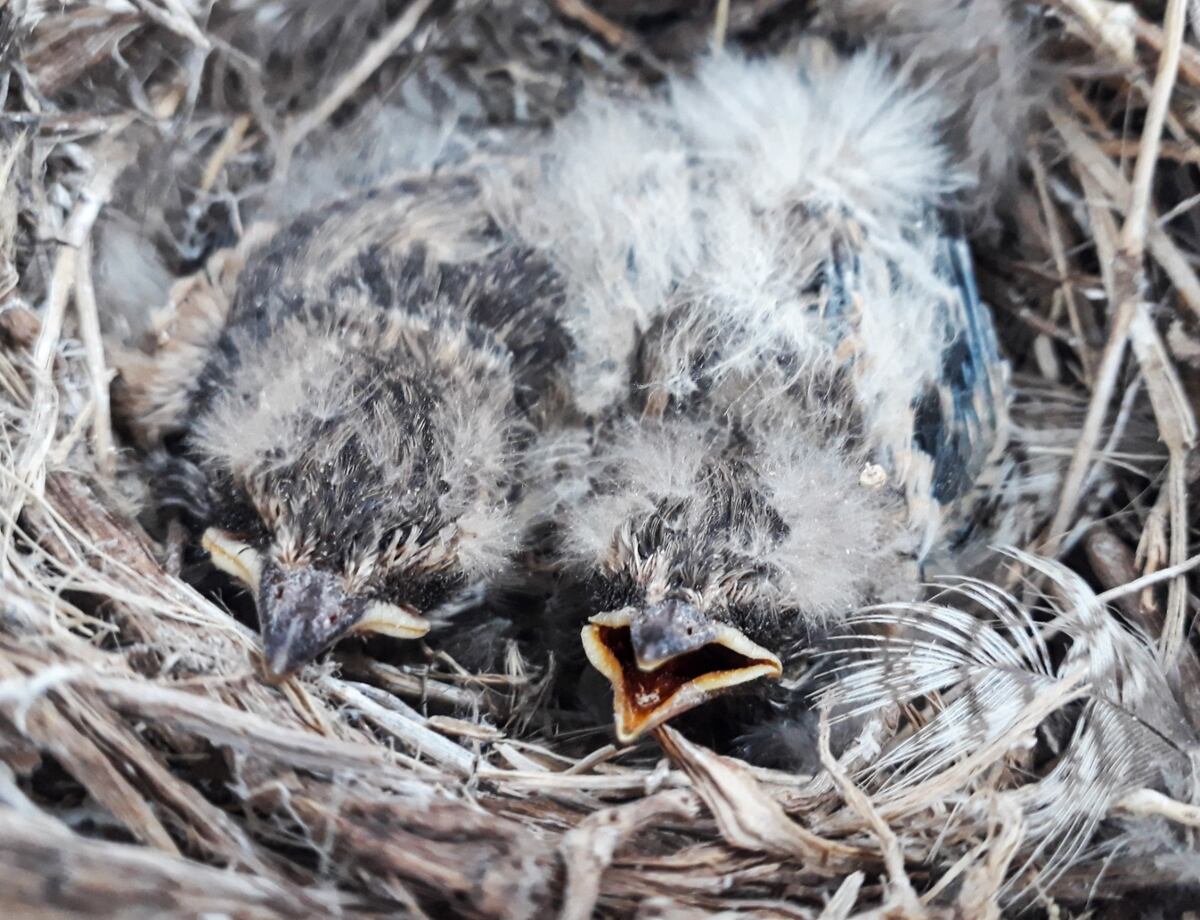 Todo un hallazgo, Un nido de monjita salinera con pichones recién nacidos, en las salinas del norte de Córdoba (Guillermo Galliano)
