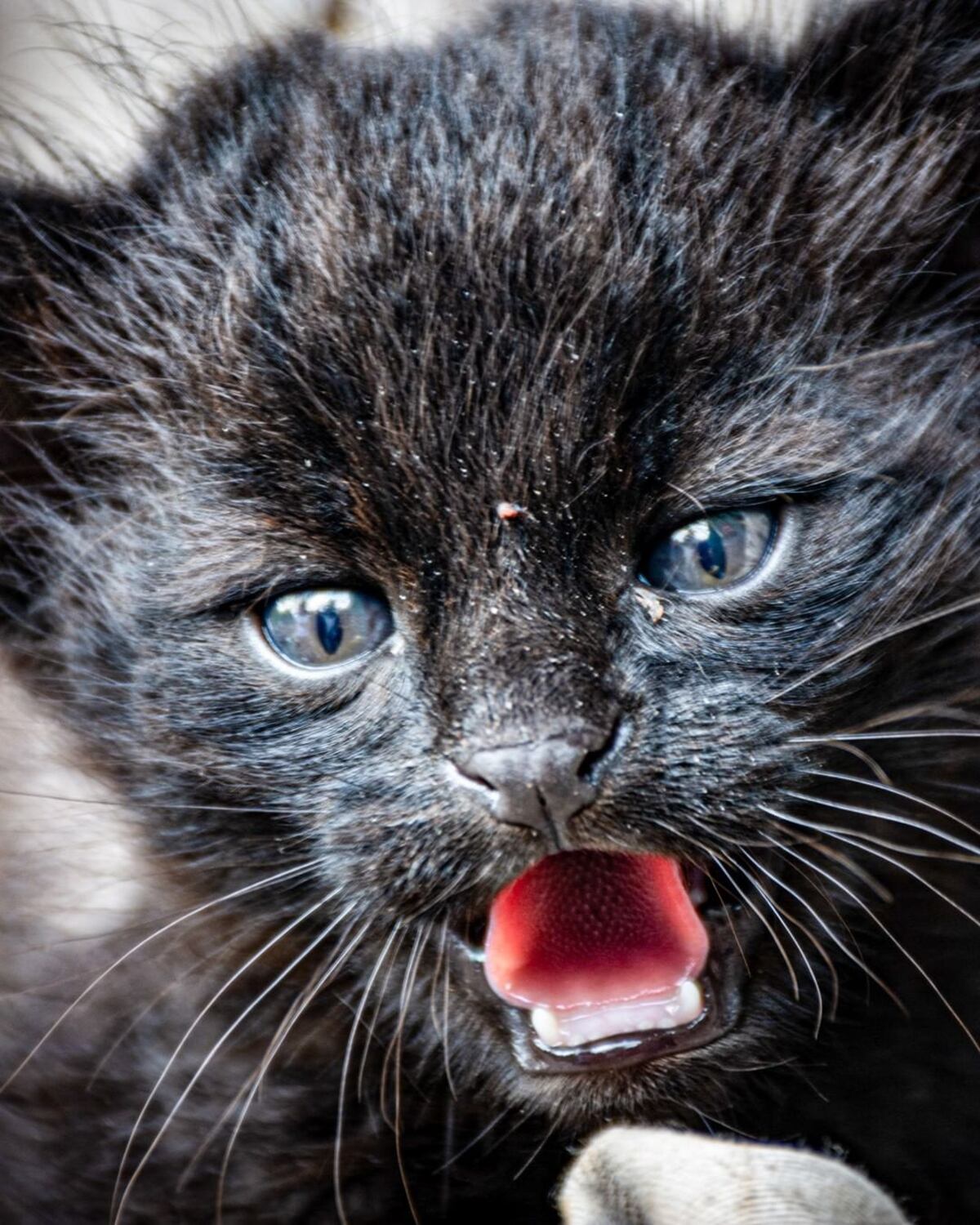 Gato montés. Fue trasladado a la reserva Tatú Carreta. (Foto / Policía Ambiental)