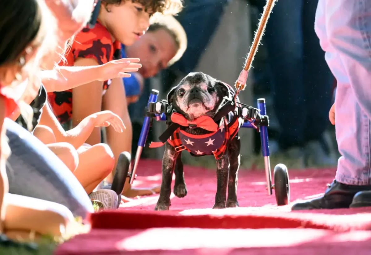 Rome, un pug de 14 años, se pasea por la alfombra roja durante el concurso anual del Perro más feo del mundo. Quedó en segundo lugar. (Crédito: Josh Edelson/AFP/Getty Images)