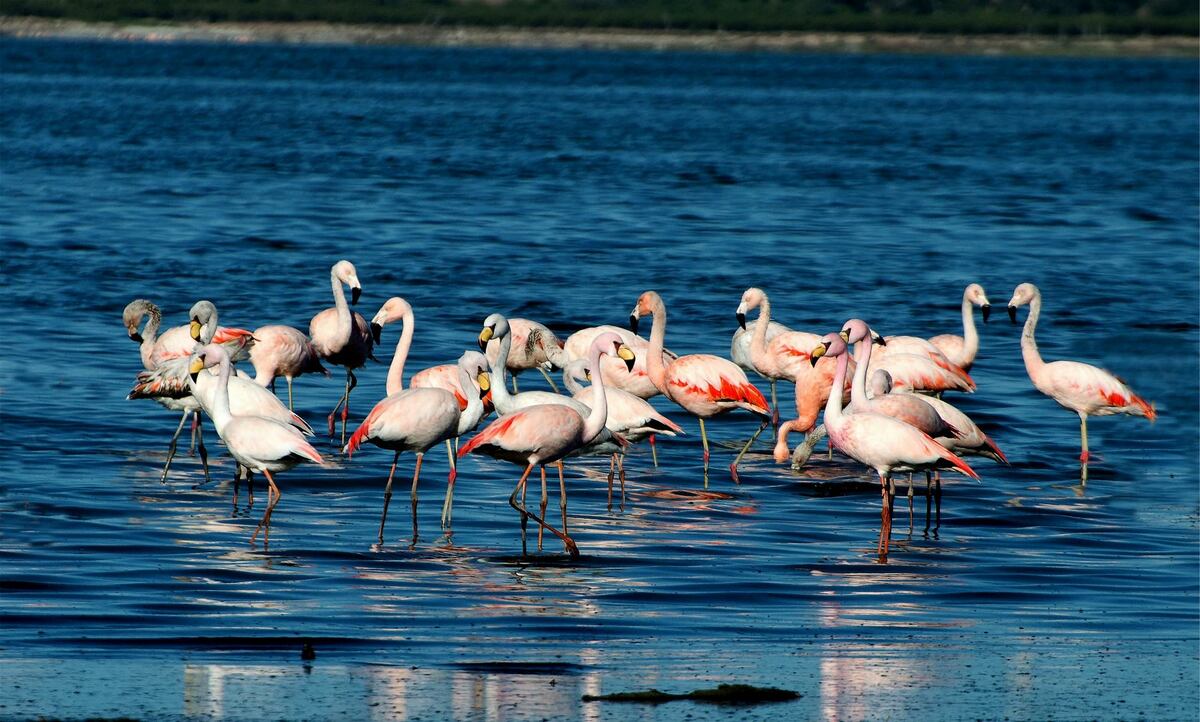 El mar cordobés que ahora es Parque Nacional Ansenuza, gran plan para el verano 2023. (Foto: Agencia Córdoba Turismo)