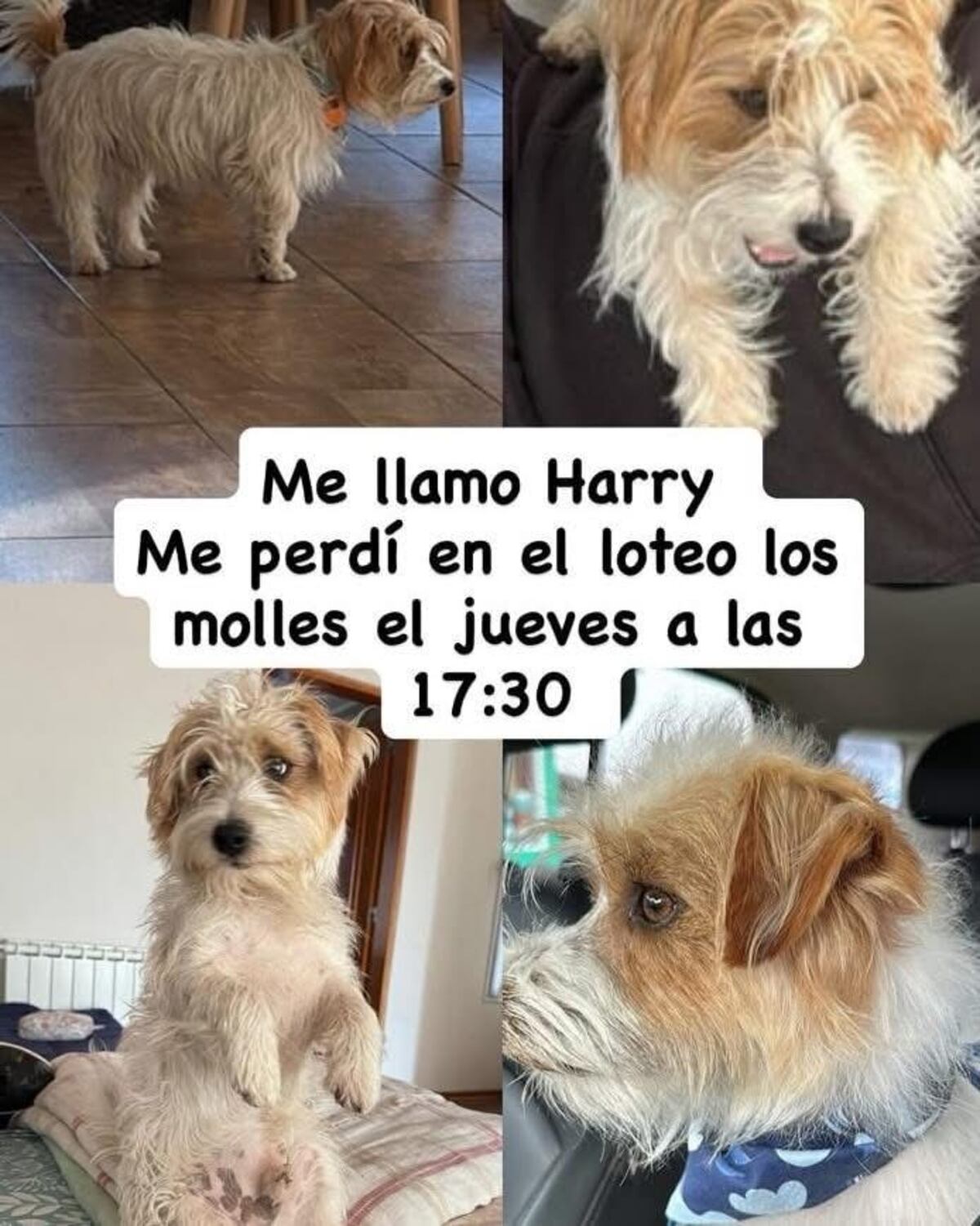Un posteo en redes cuando buscaban a Harry.