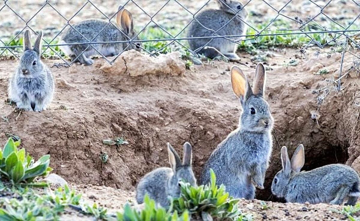 Conejos invasores en la Patagonia: alerta por una posible plaga que amenaza Bariloche y Río Negro