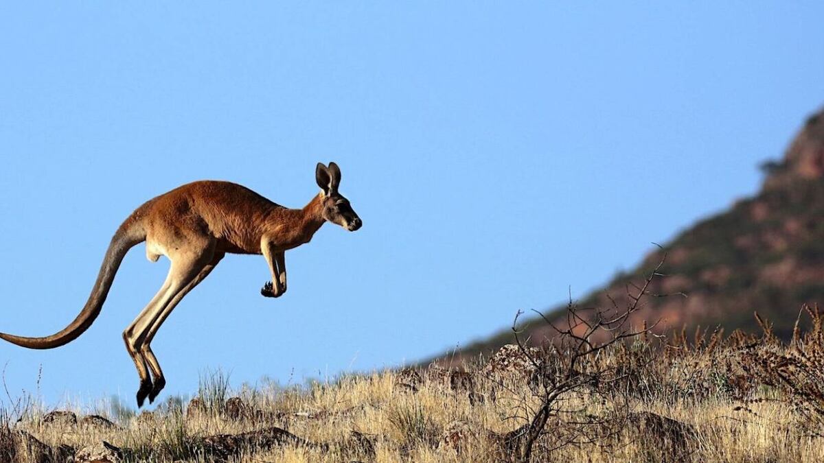 Se estima que hay más de 60 millones de canguros en Australia. Foto: web.