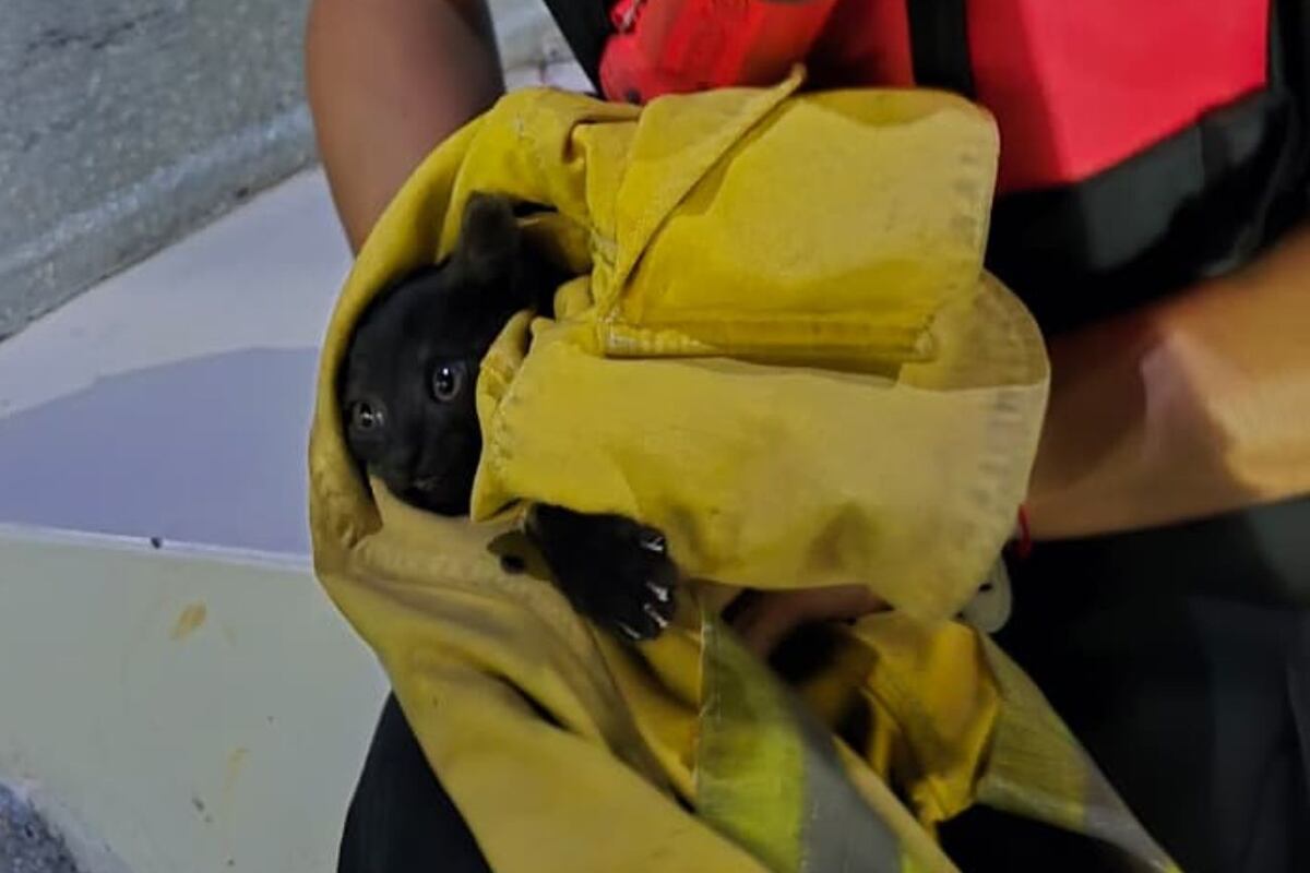 El gatito rescatado por el Duar en el Lago San Roque. (Policía de Córdoba)