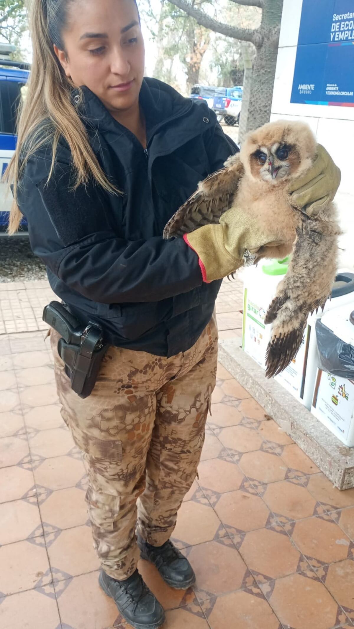 Búho orejudo rescatado en barrio Villa Esquiú por la Patrulla Ambiental. Gentileza policía.