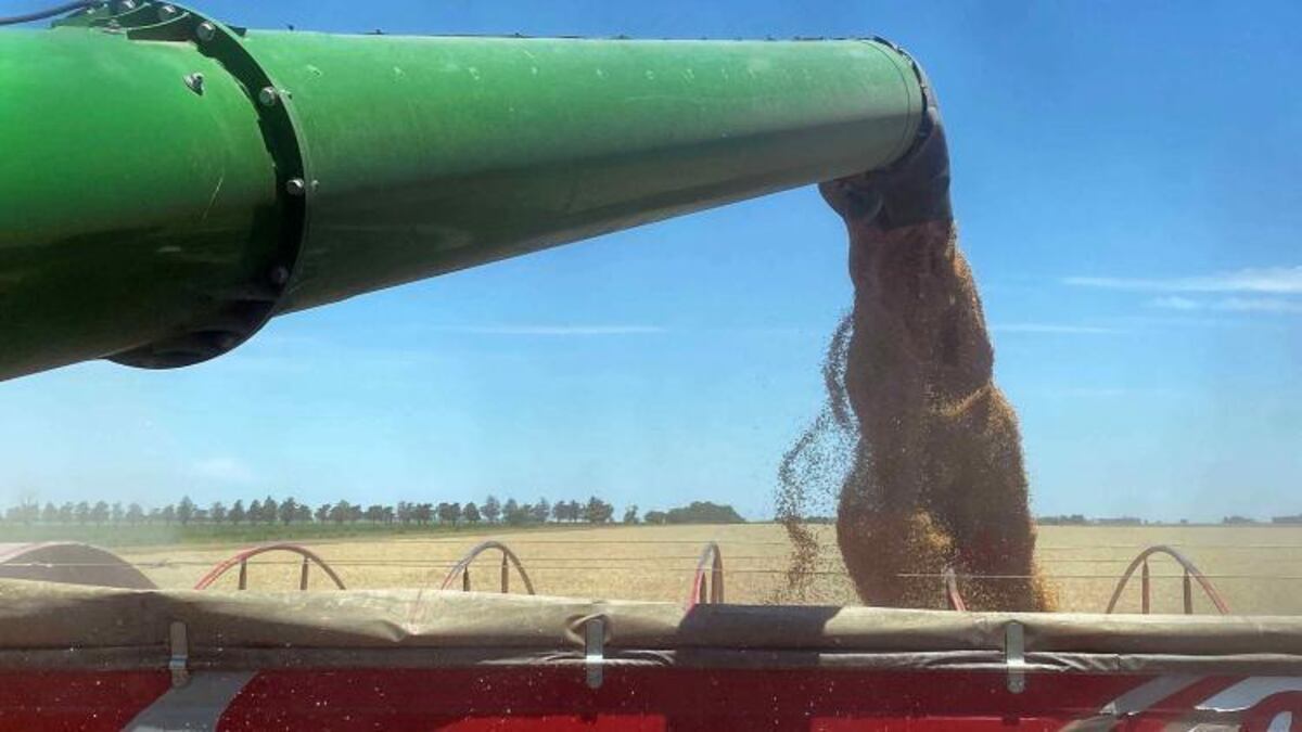 Las heladas y la sequía complicaron la producción de trigo en esta campaña. (La Voz)