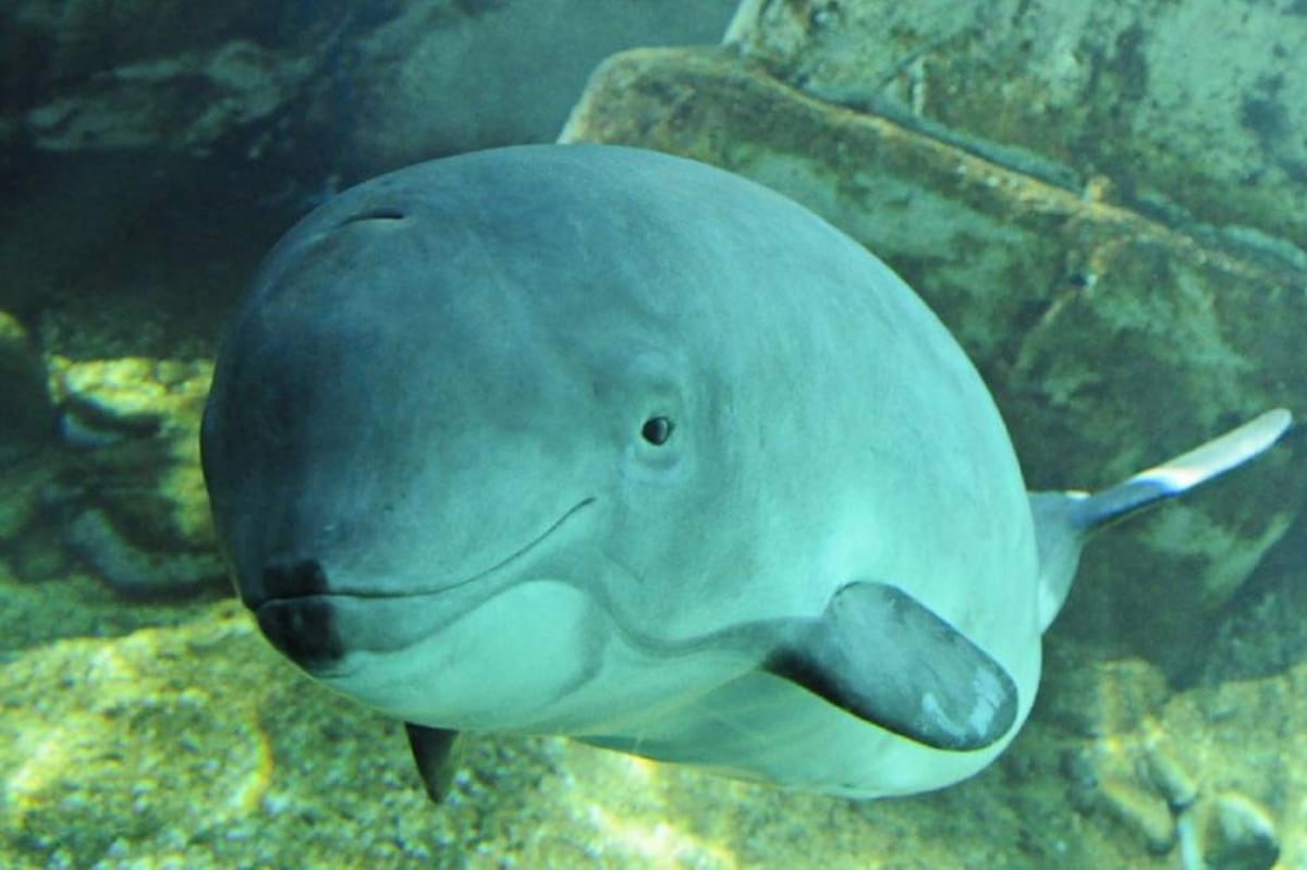 Quedan diez ejemplares de vaquita marina en el Golfo de California.